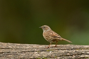 Dunnock